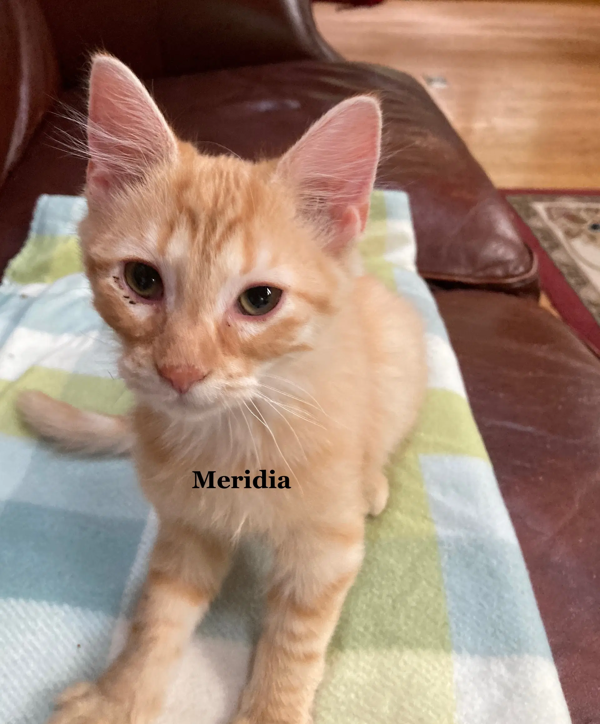 Meridia image 3