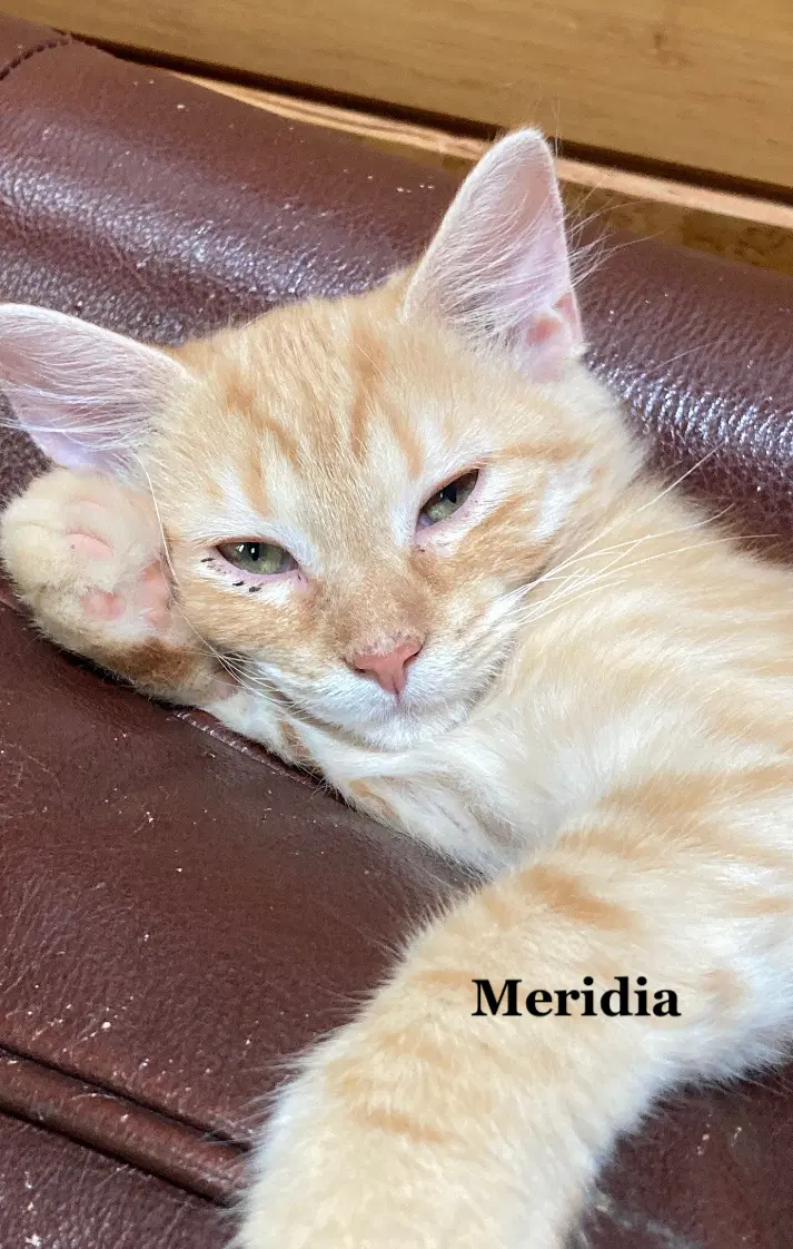 Meridia image 4