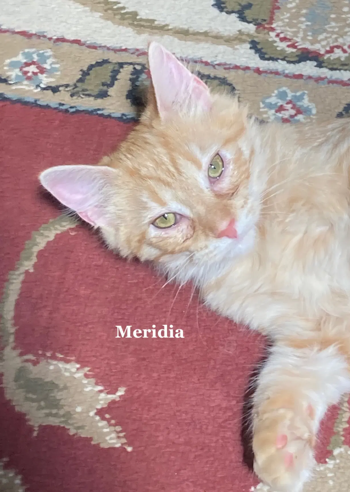 Meridia image 2