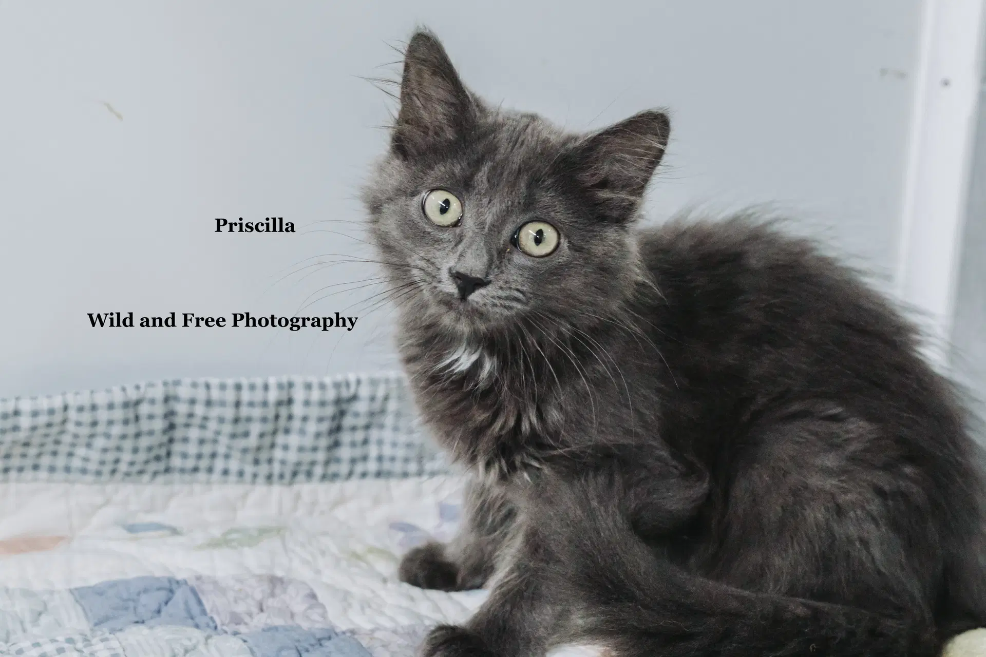 Priscilla - Domestic Long Hair