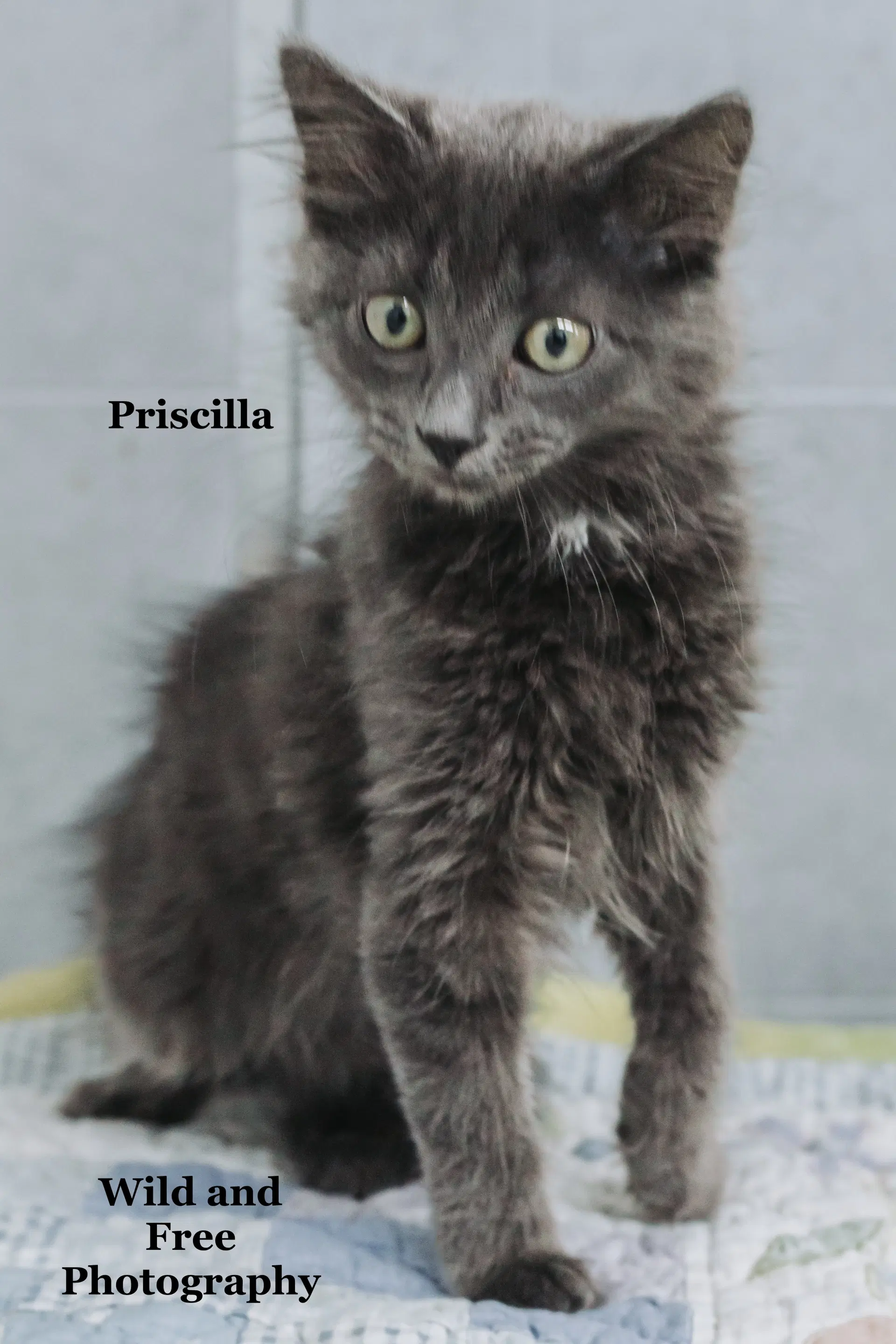 Priscilla image 2