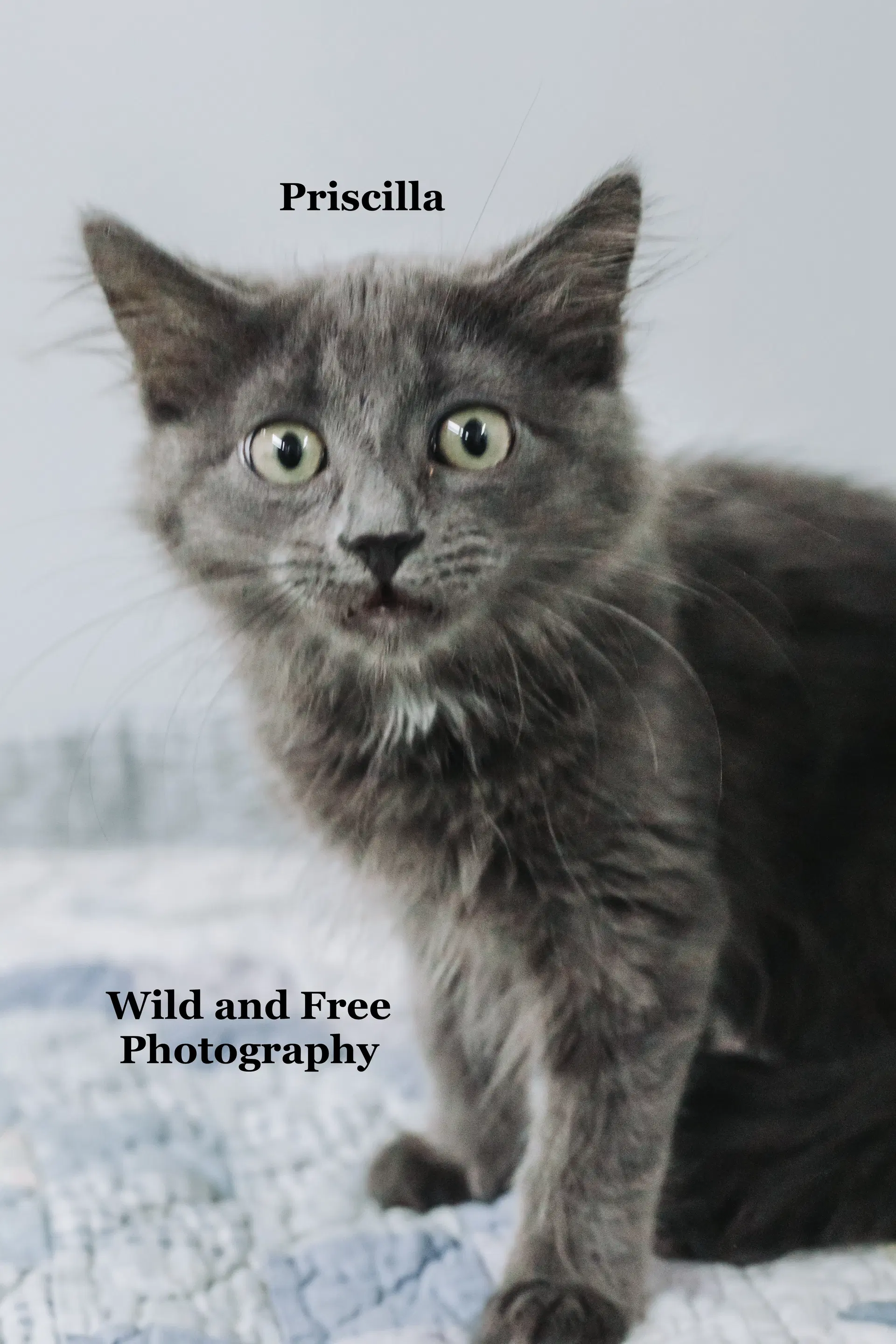 Priscilla image 3
