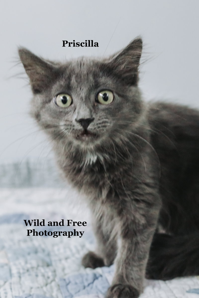 Priscilla, photo 3