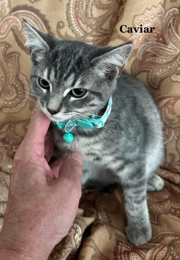 Caviar - Domestic Short Hair