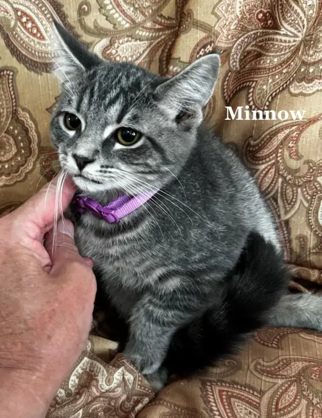 Minnow - Domestic Short Hair