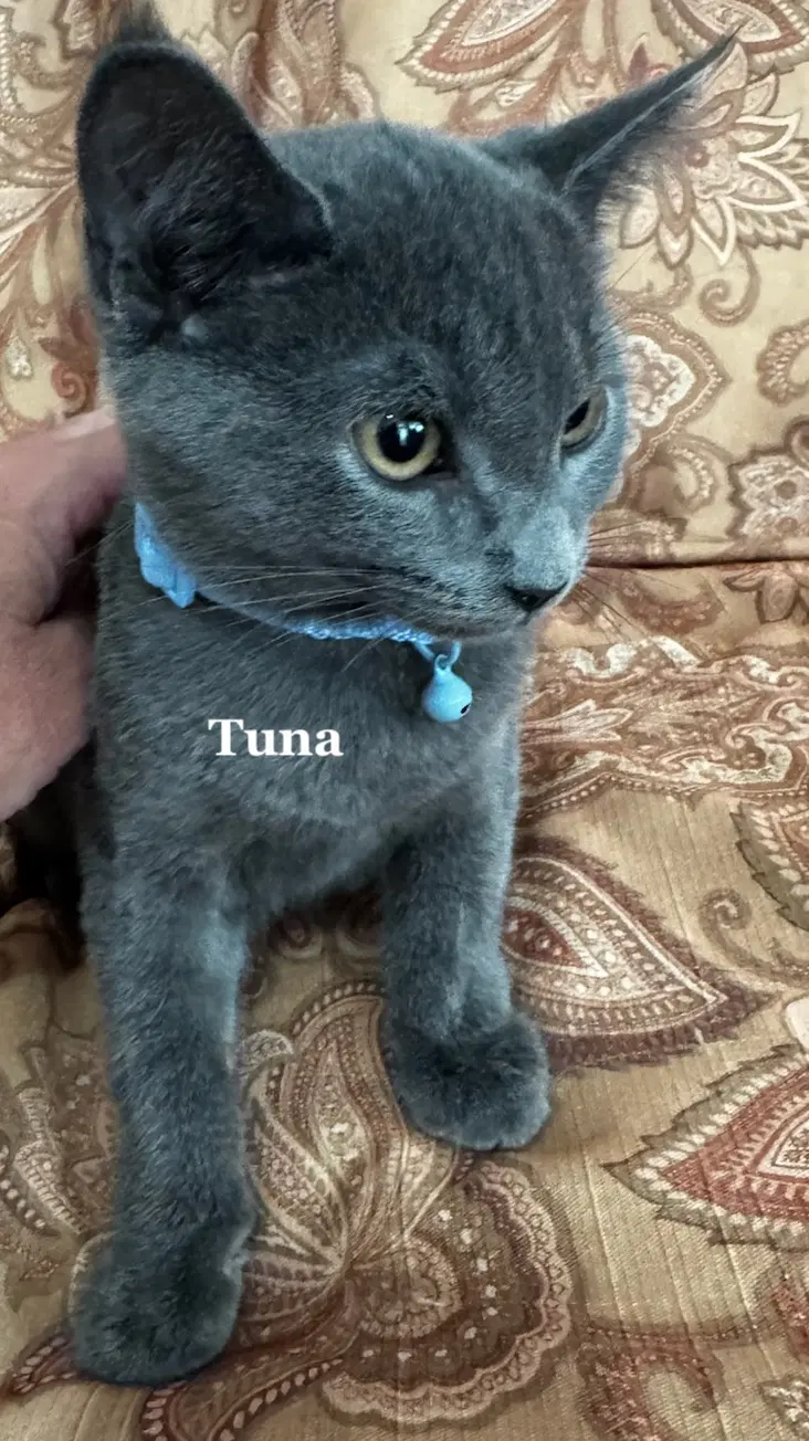 Tuna - Domestic Short Hair