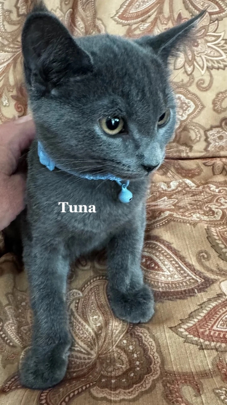 Tuna
