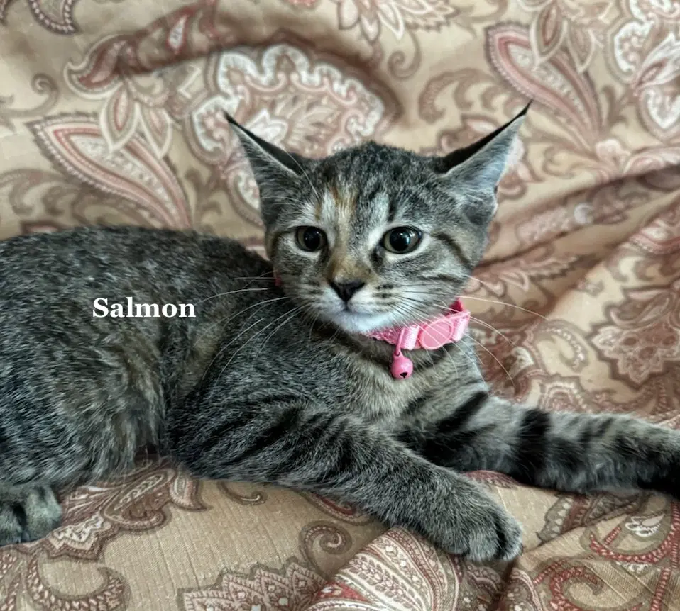 Salmon image 1
