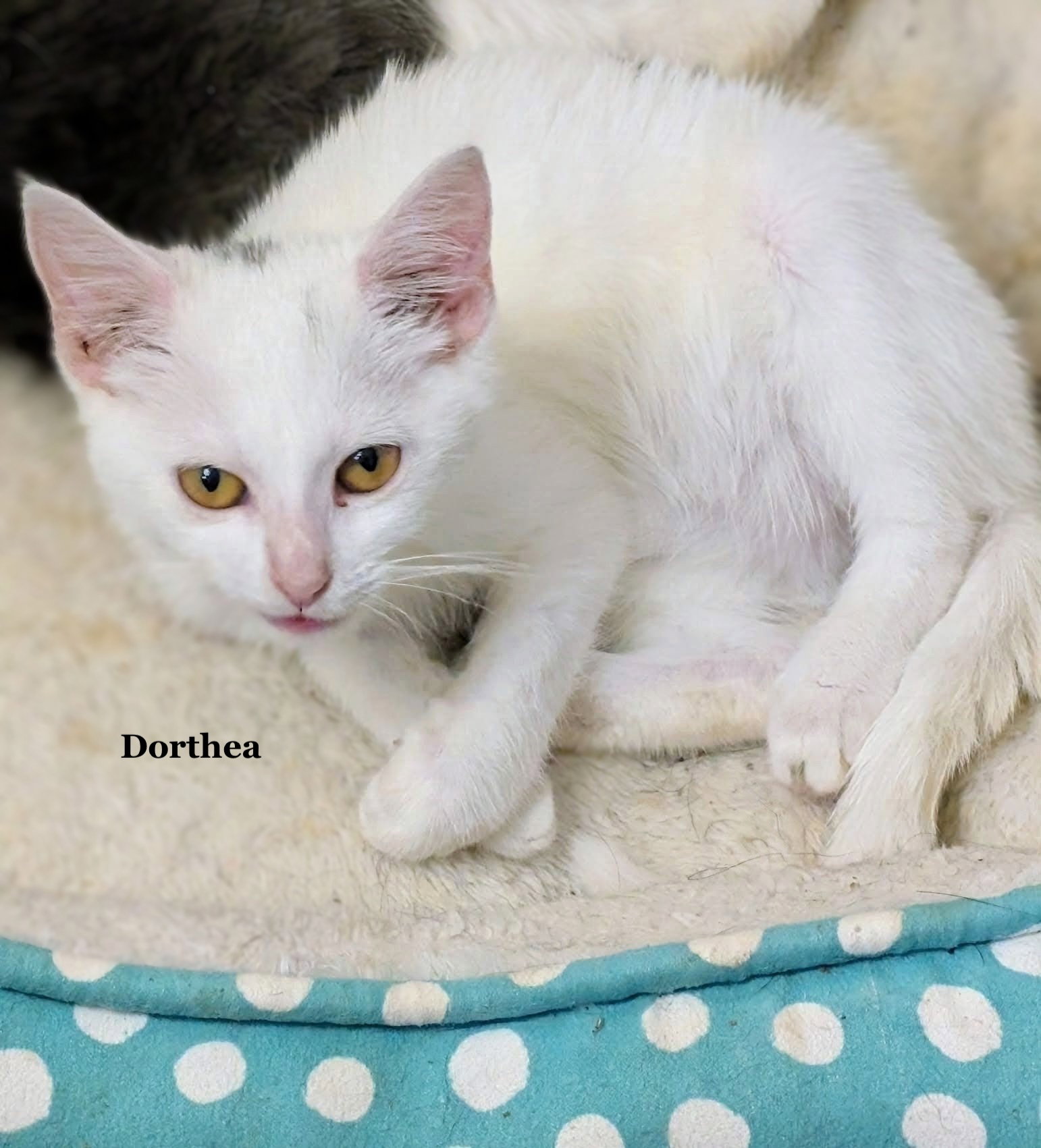Dorthea