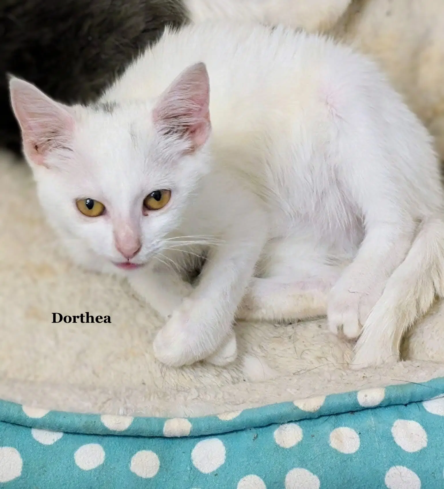 Dorthea - Domestic Short Hair