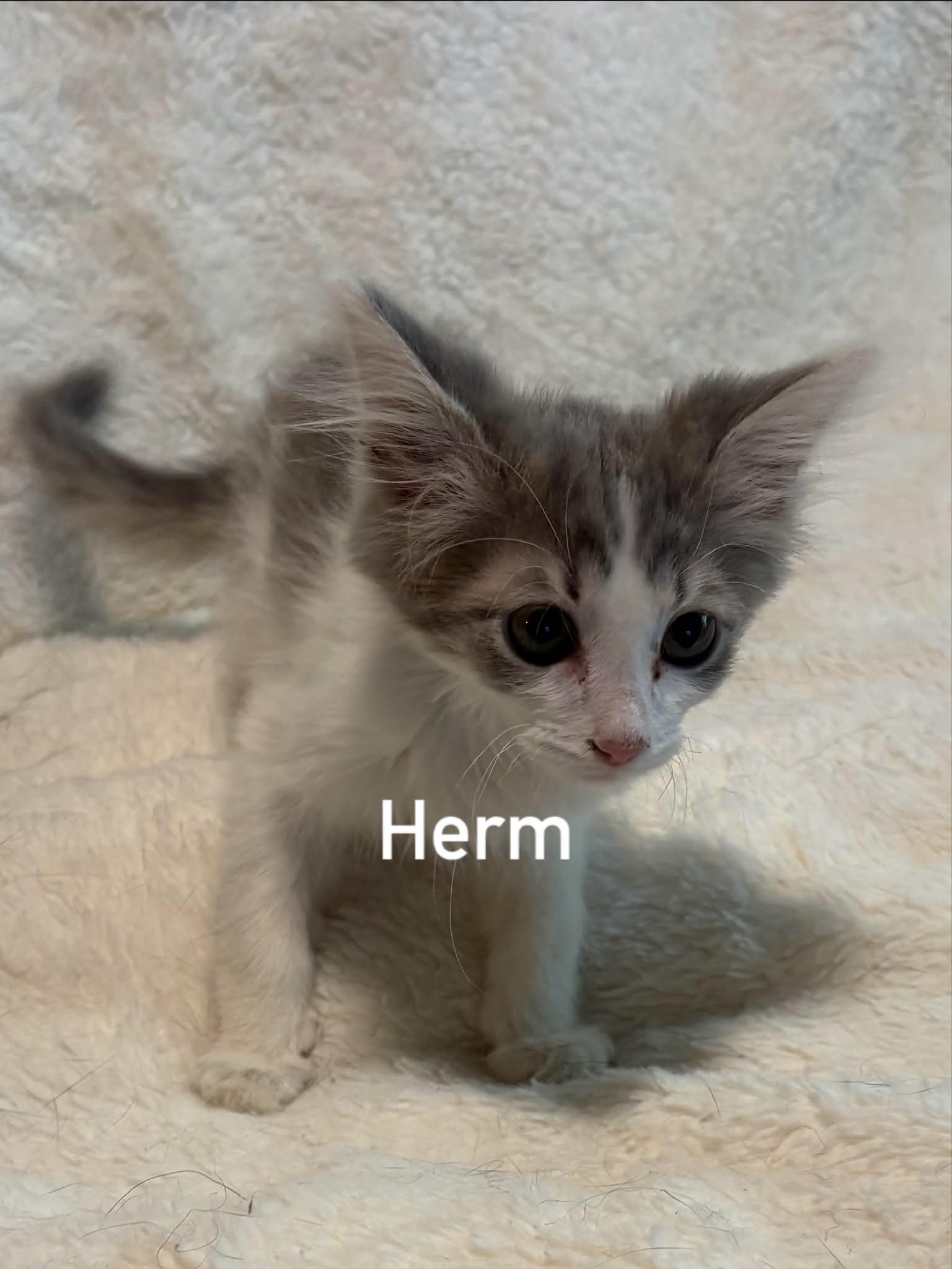 Herm