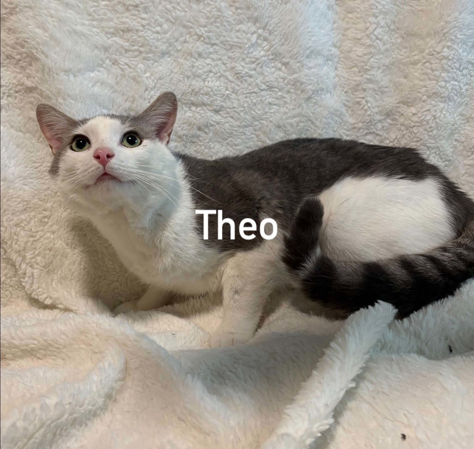 Theo, Domestic Short Hair