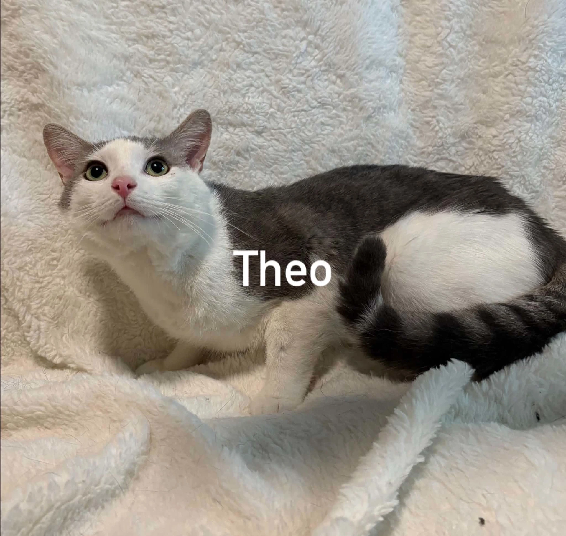 Theo