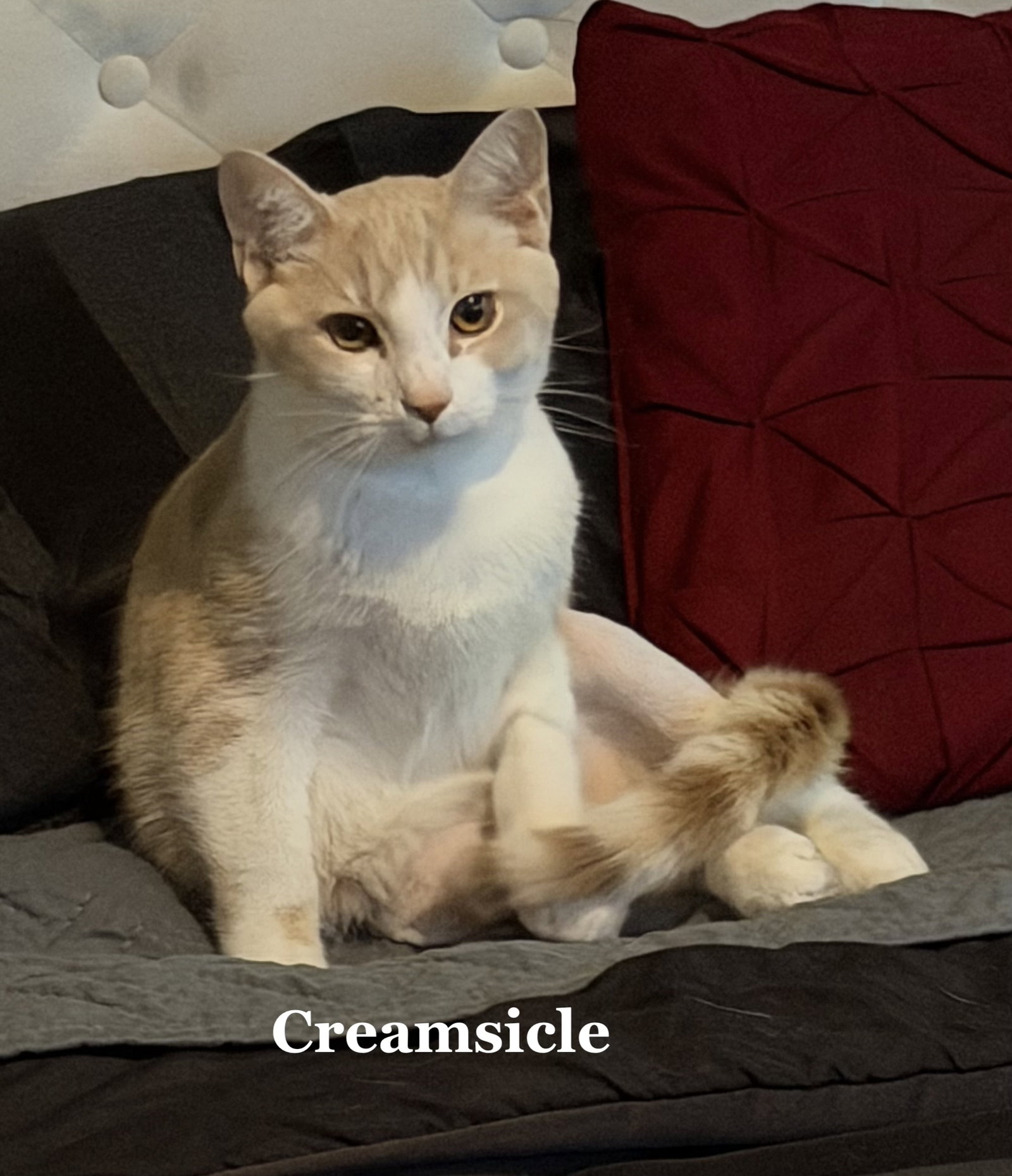 Creamsicle, Domestic Short Hair