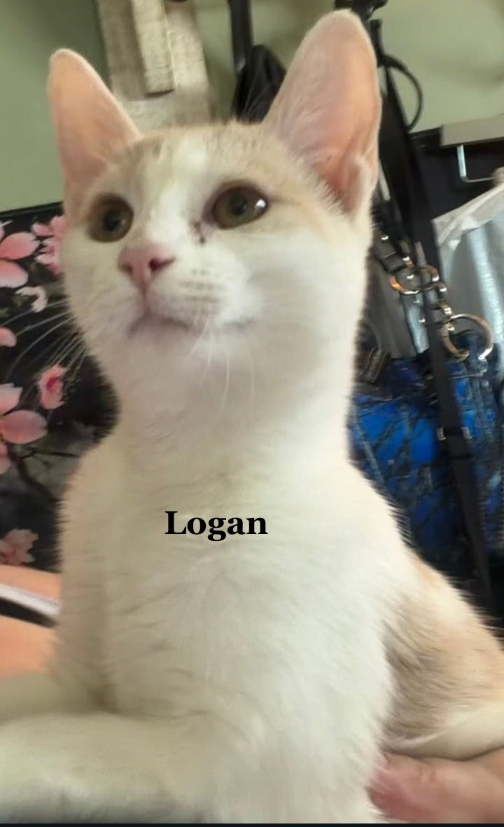 Logan, Domestic Short Hair