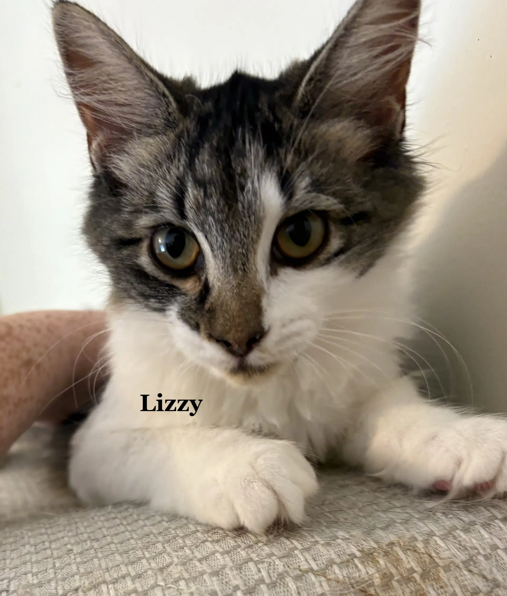 Lizzy - Domestic Long Hair
