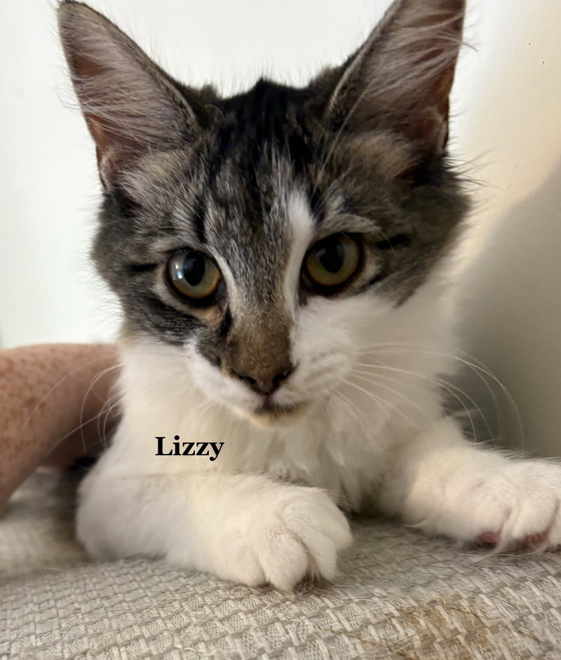Lizzy, a young female cat up for adoption