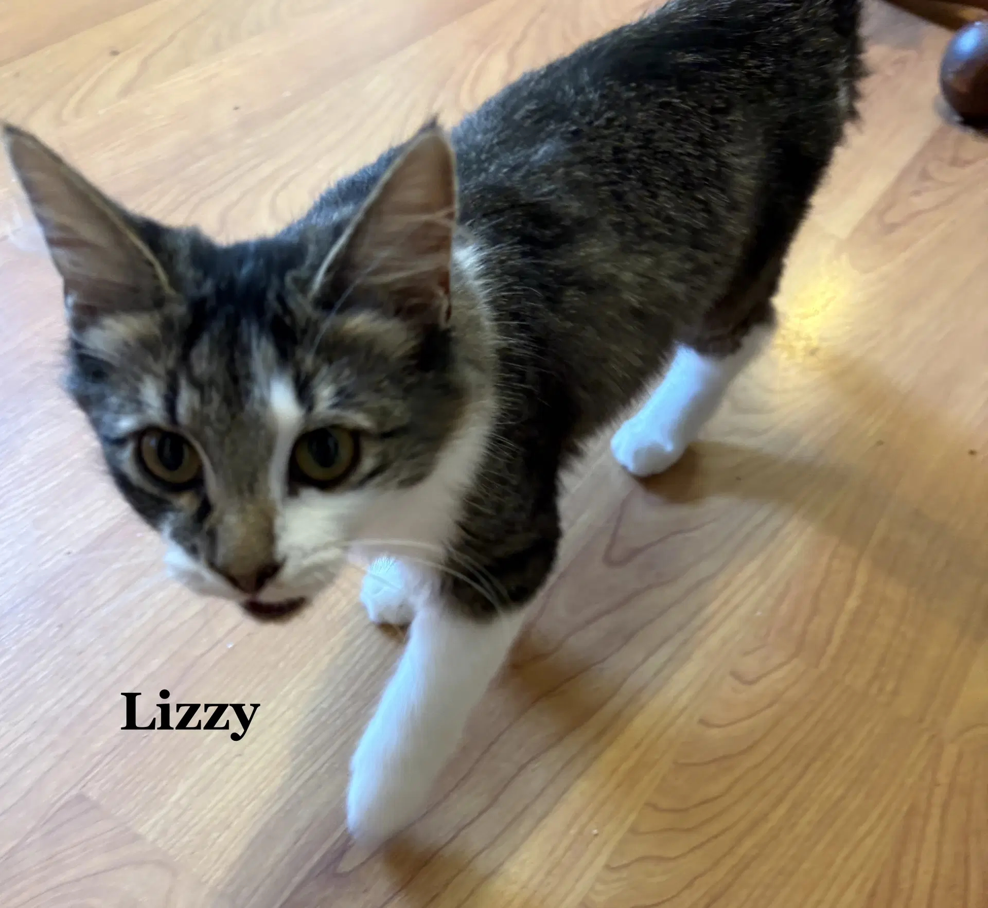 Lizzy image 2