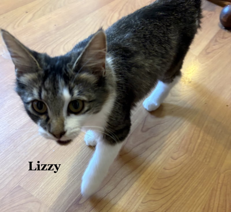 Lizzy, photo 2