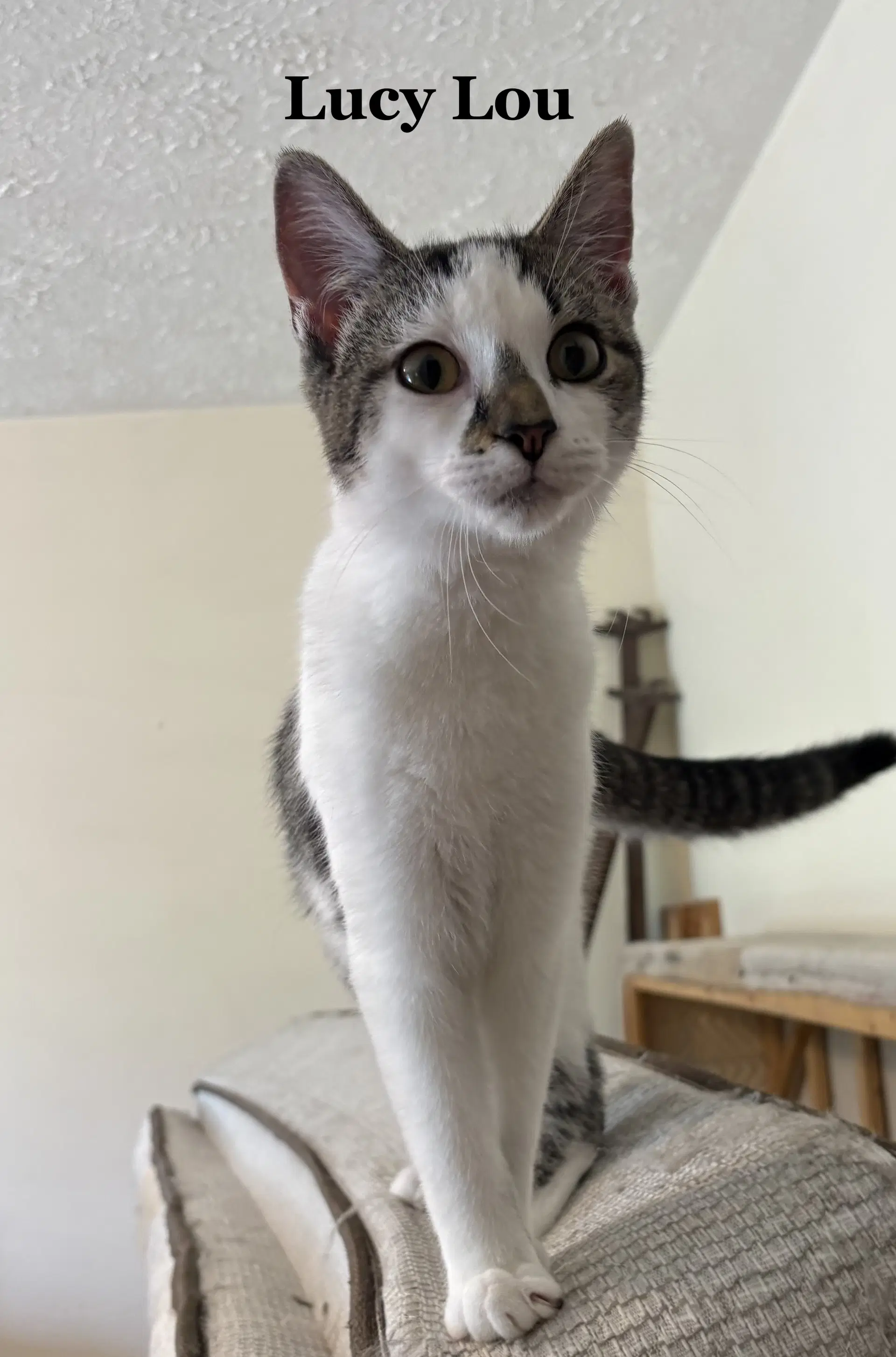 Lucy Lou - Domestic Short Hair