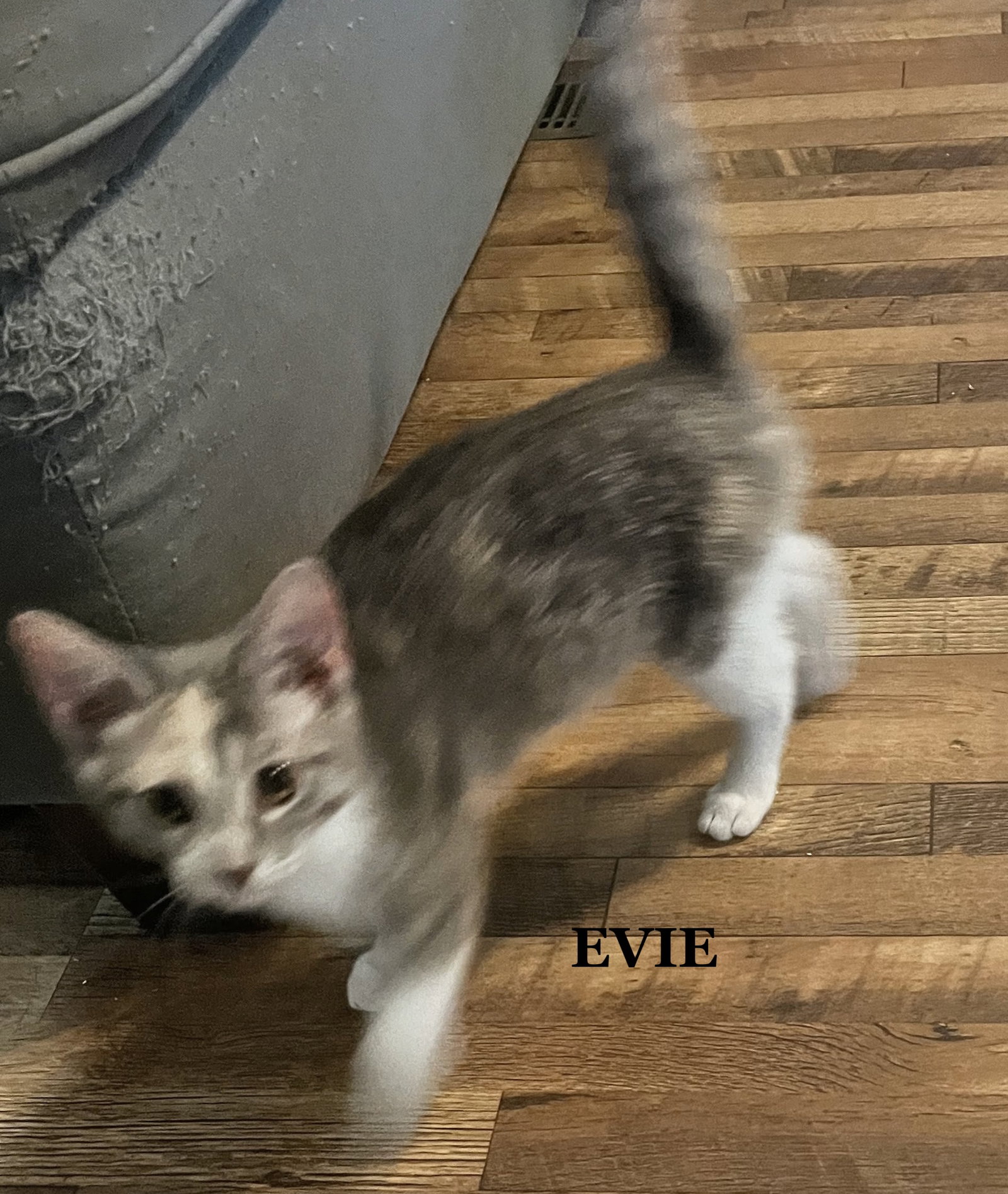 Evie, Domestic Short Hair