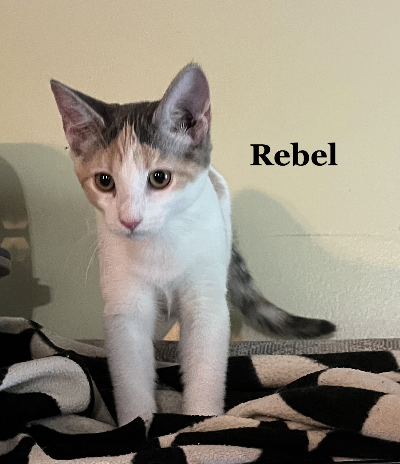 Rebel, Domestic Short Hair