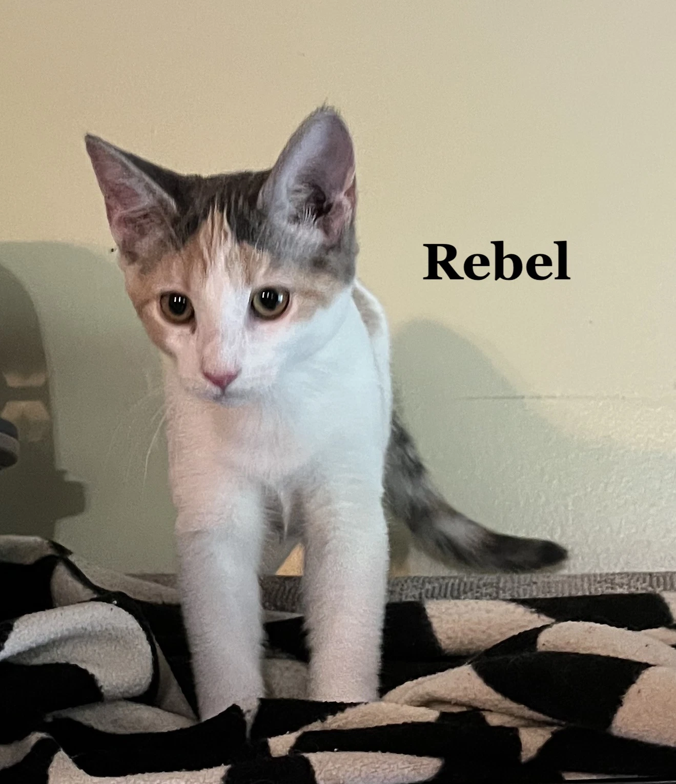 Rebel