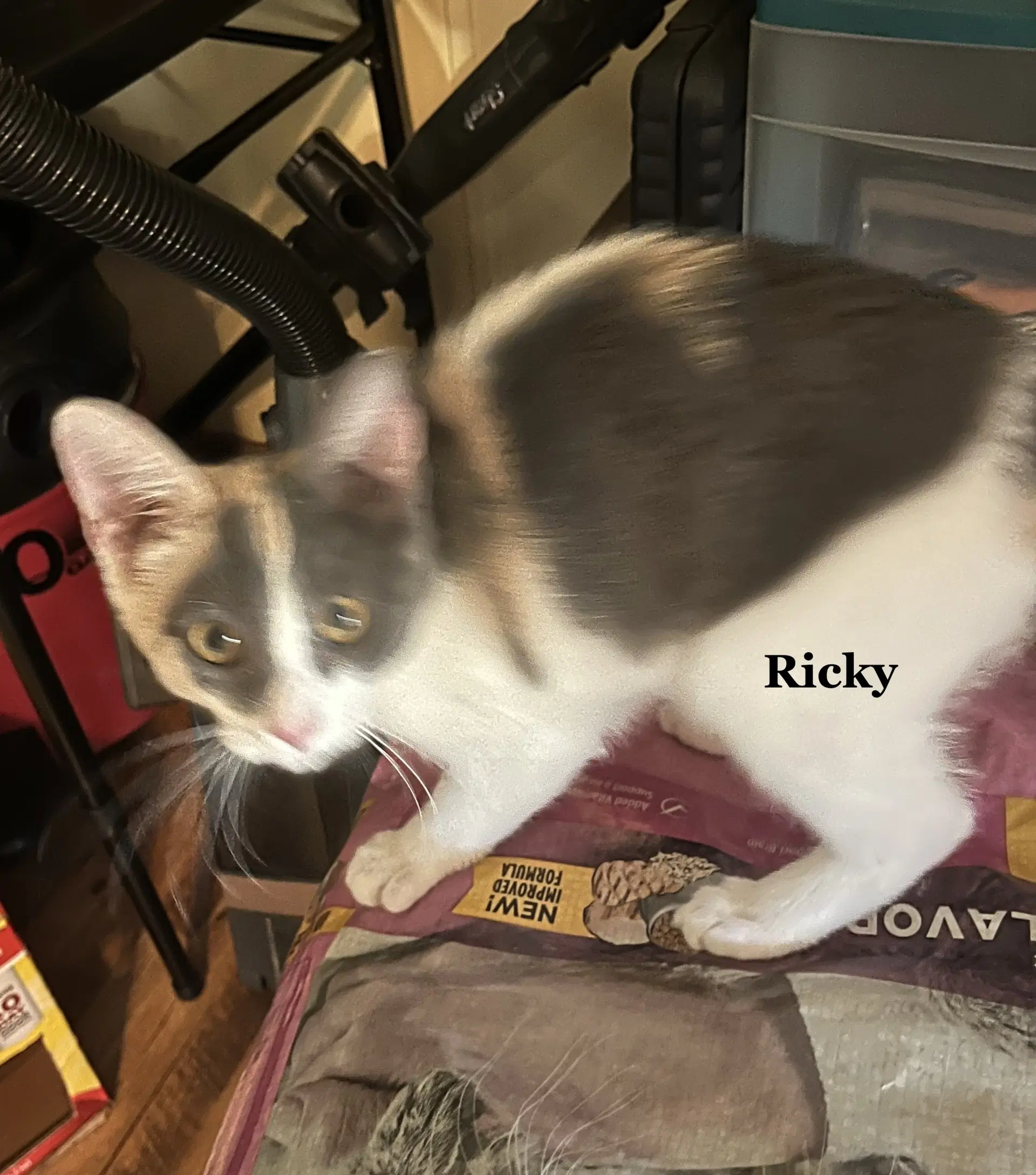 Ricky - Domestic Short Hair