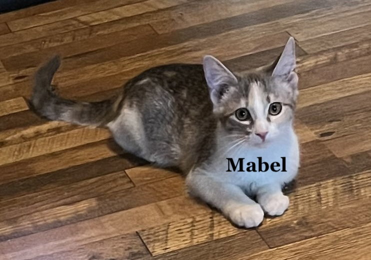 Mabel, Domestic Short Hair