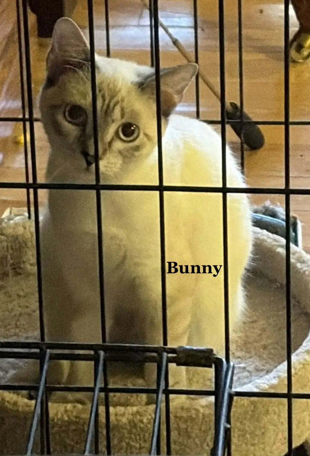 Bunny - Siamese