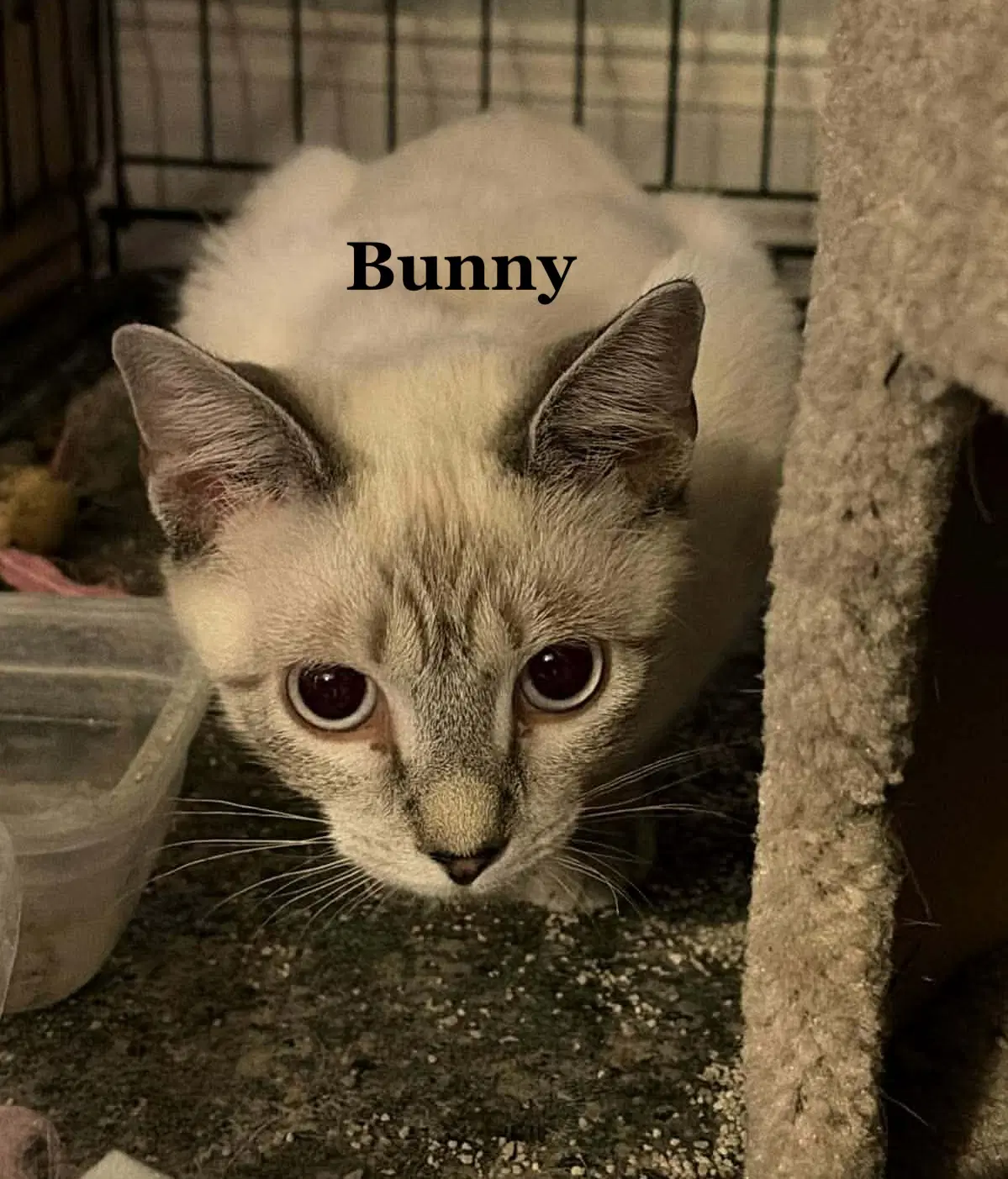 Bunny image 2