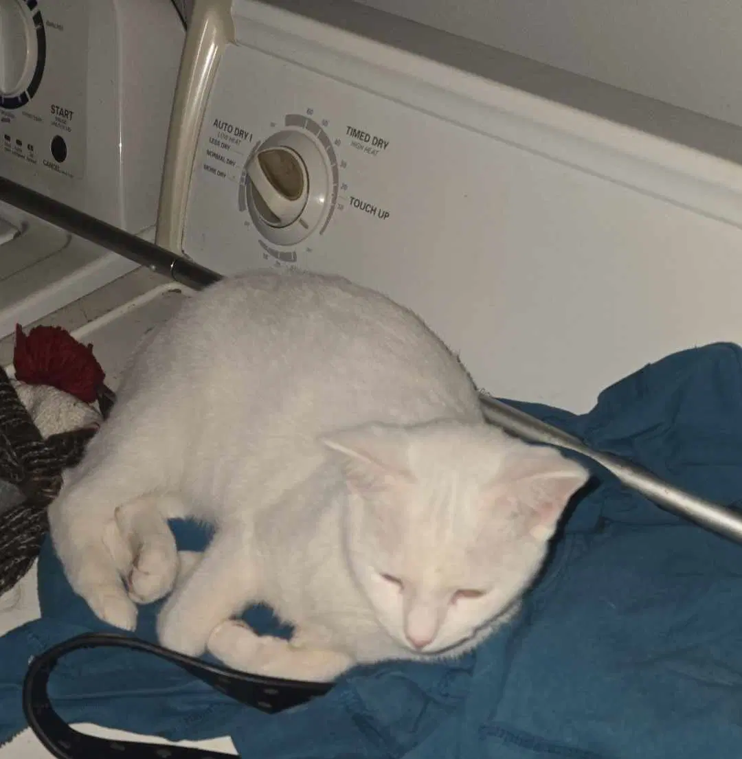 Celeste - Domestic Short Hair