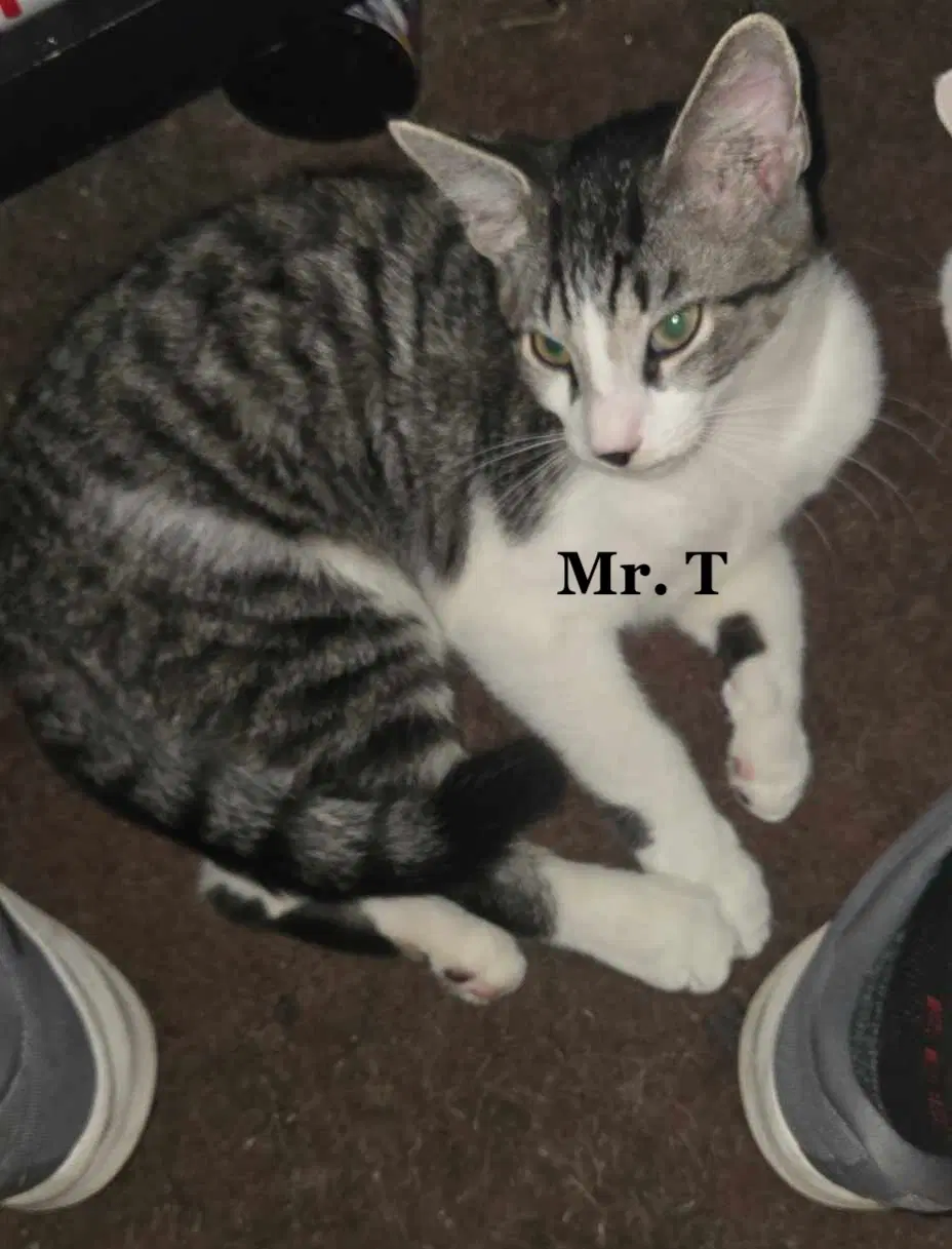 Mr T - Tabby
