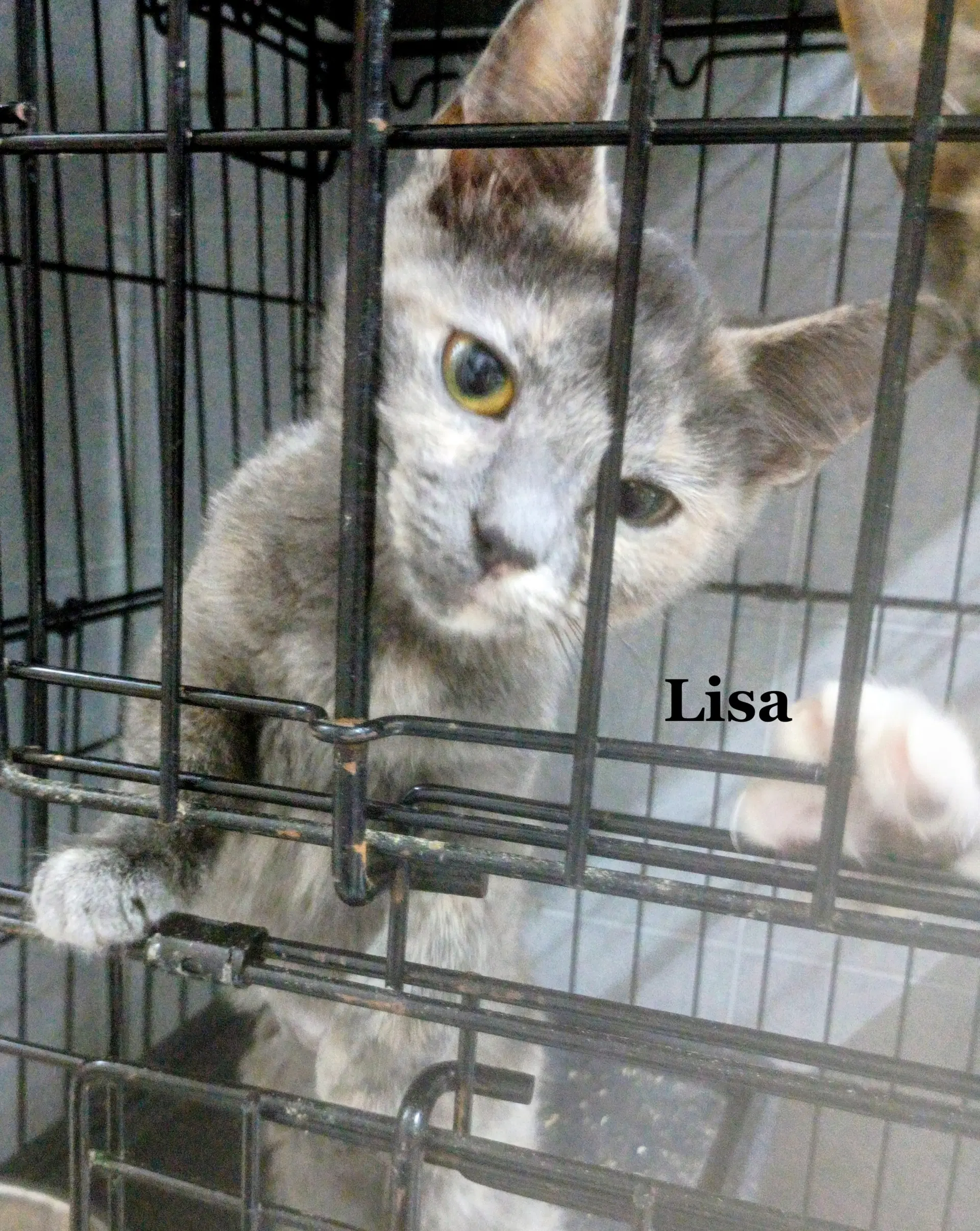 Lisa - Tortoiseshell