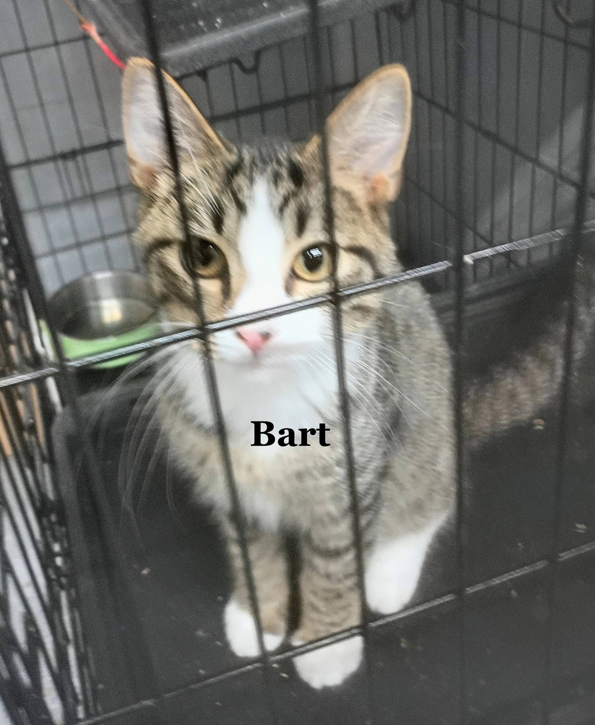 Bart