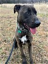 adoptable Dog in roxboro, NC named Bane