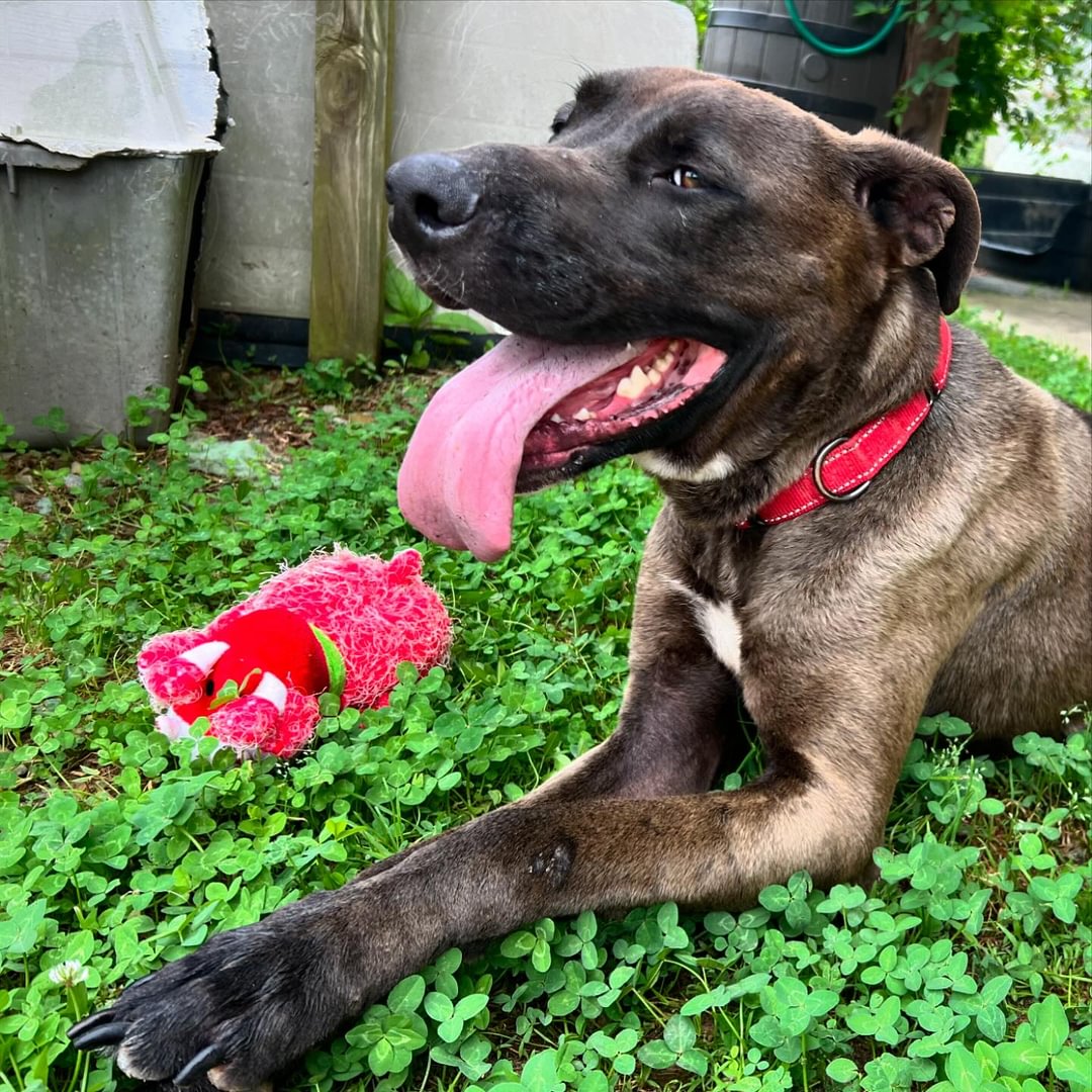 adoptable Dog in Roxboro, NC named Banks