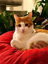 adoptable Cat in Roxboro, NC named WALL-E