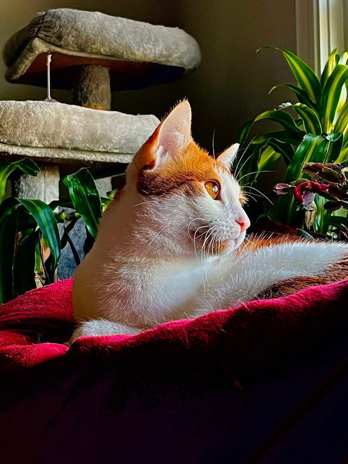 WALL-E - Domestic Short Hair available for adoption