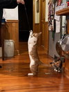 WALL-E - Photo 13