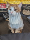 adoptable Cat in Roxboro, NC named WALL-E