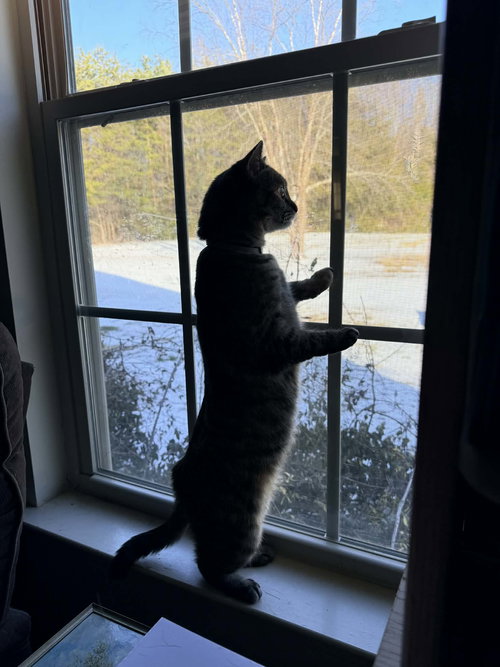 picture of the cat needing adoption