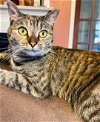adoptable Cat in roxboro, NC named Lass