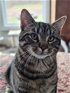 adoptable Cat in roxboro, NC named Muggles