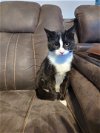 adoptable Cat in roxboro, NC named Pixie
