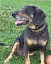 adoptable Dog in roxboro, NC named Lulu