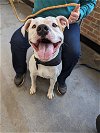 adoptable Dog in roxboro, NC named Cane