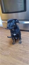 adoptable Dog in roxboro, NC named Clover