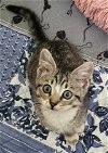 adoptable Cat in  named Camry