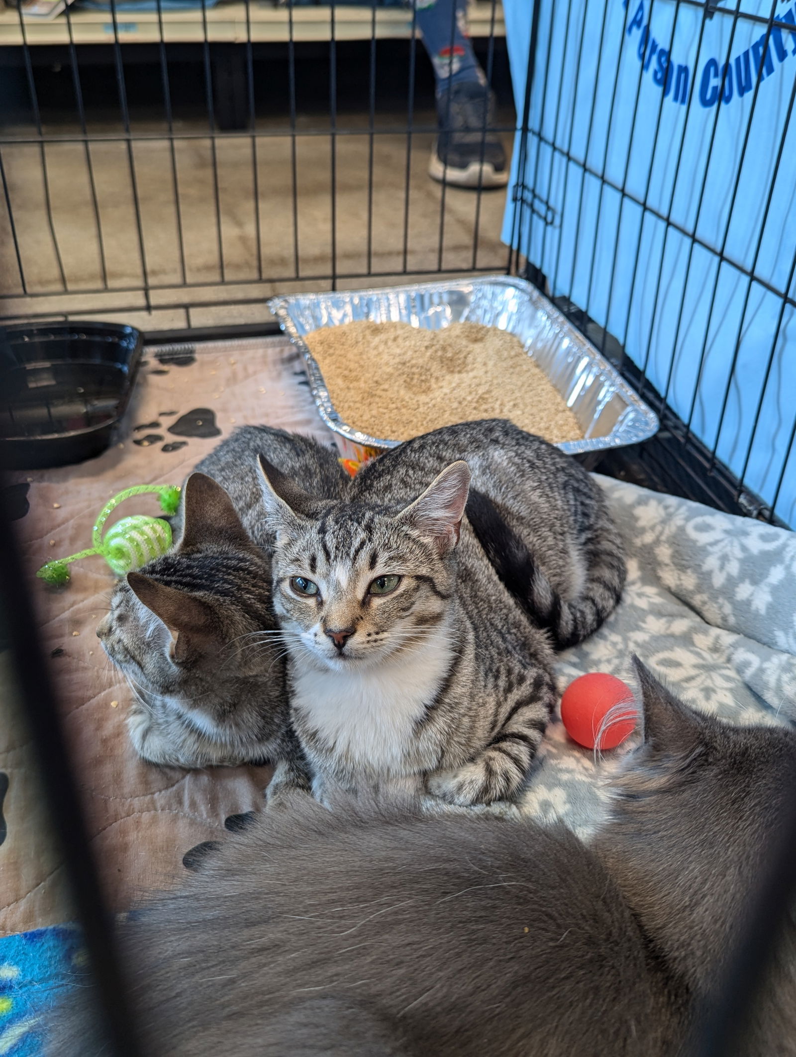 adoptable Cat in Roxboro, NC named Camry